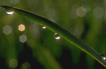 grass grass